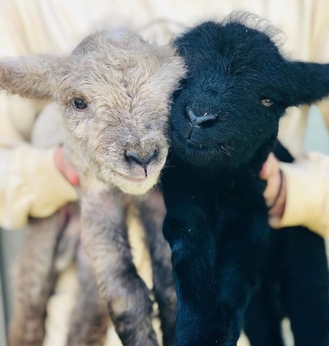 2 baby sheep