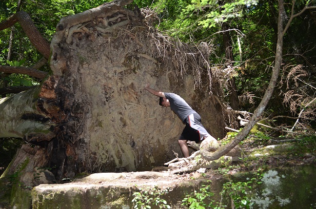 fallen tree