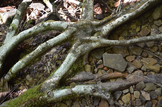 Tree roots