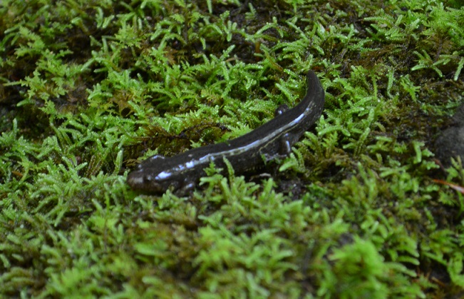 Salamander