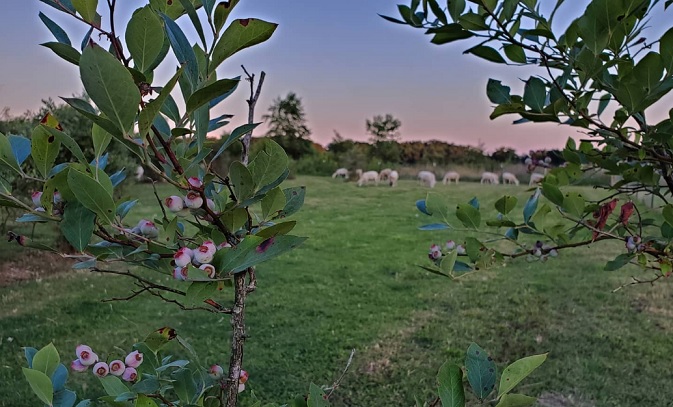 Boyd Family Farm