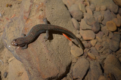 Salamander