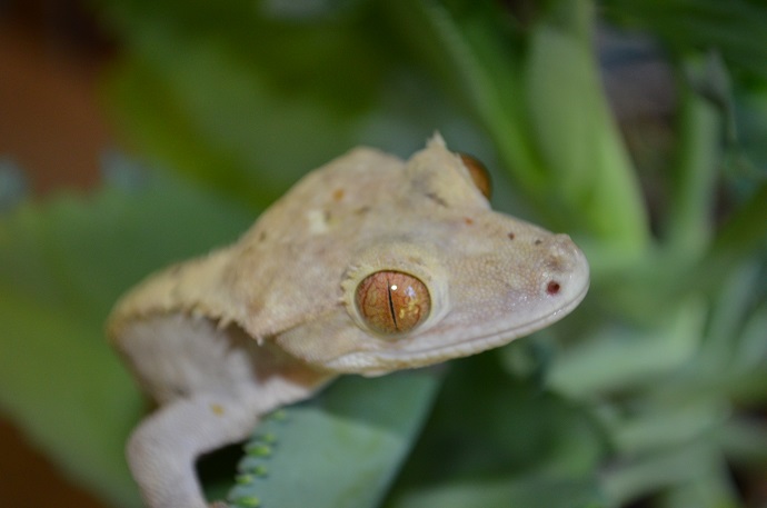 bearded dragons