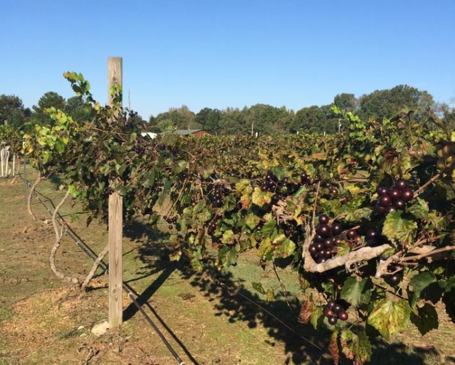 Hyde's Harvest Vineyard