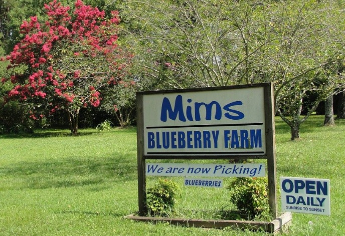 Mims Blueberry Farm