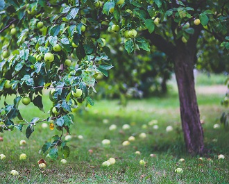 Apple Tree