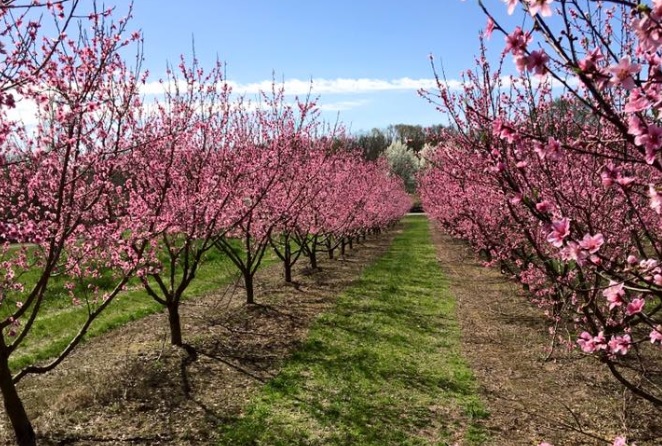 Reeves Peach Farm