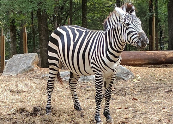 zebra